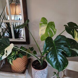 Meet your Posher, Victoria